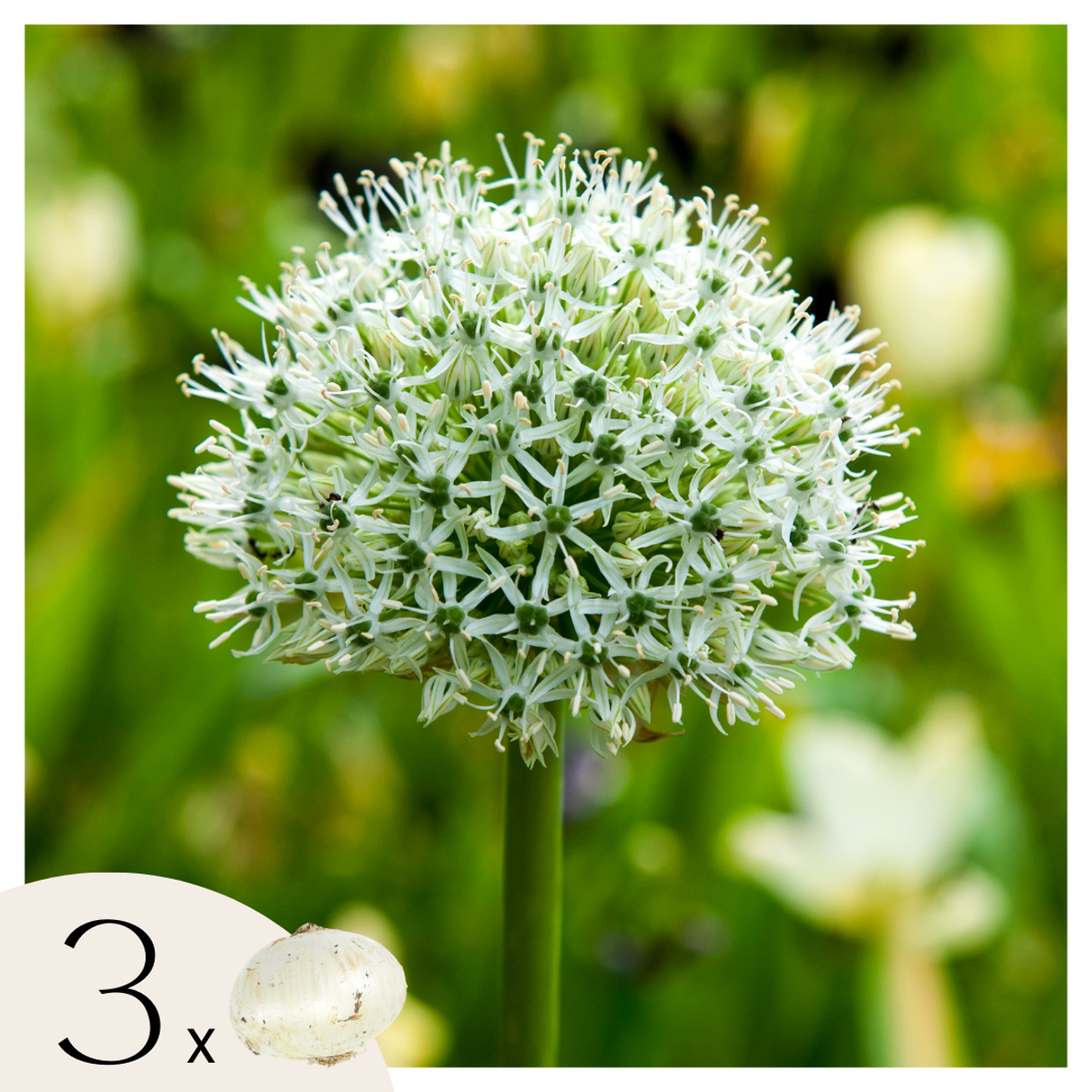 Allium Mount Everest - Blumenzwiebeln - 3er-Set - Weiß