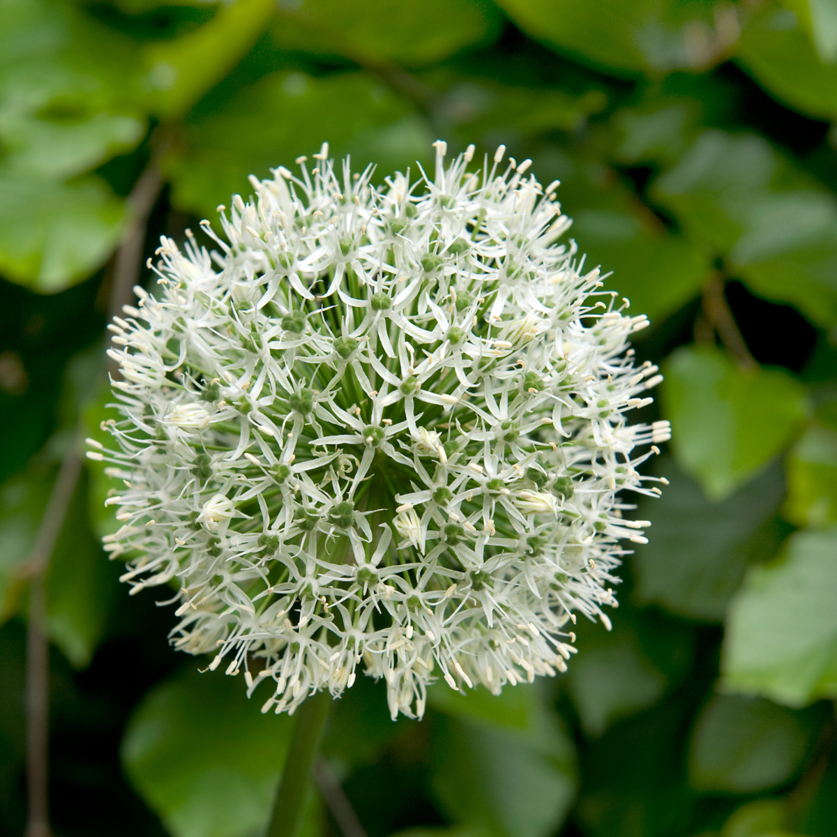 Allium Mount Everest - Blumenzwiebeln - 6er-Set - Weiß