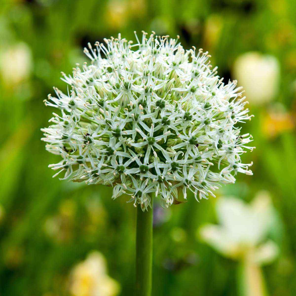 Allium Mount Everest - Blumenzwiebeln - 6er-Set - Weiß
