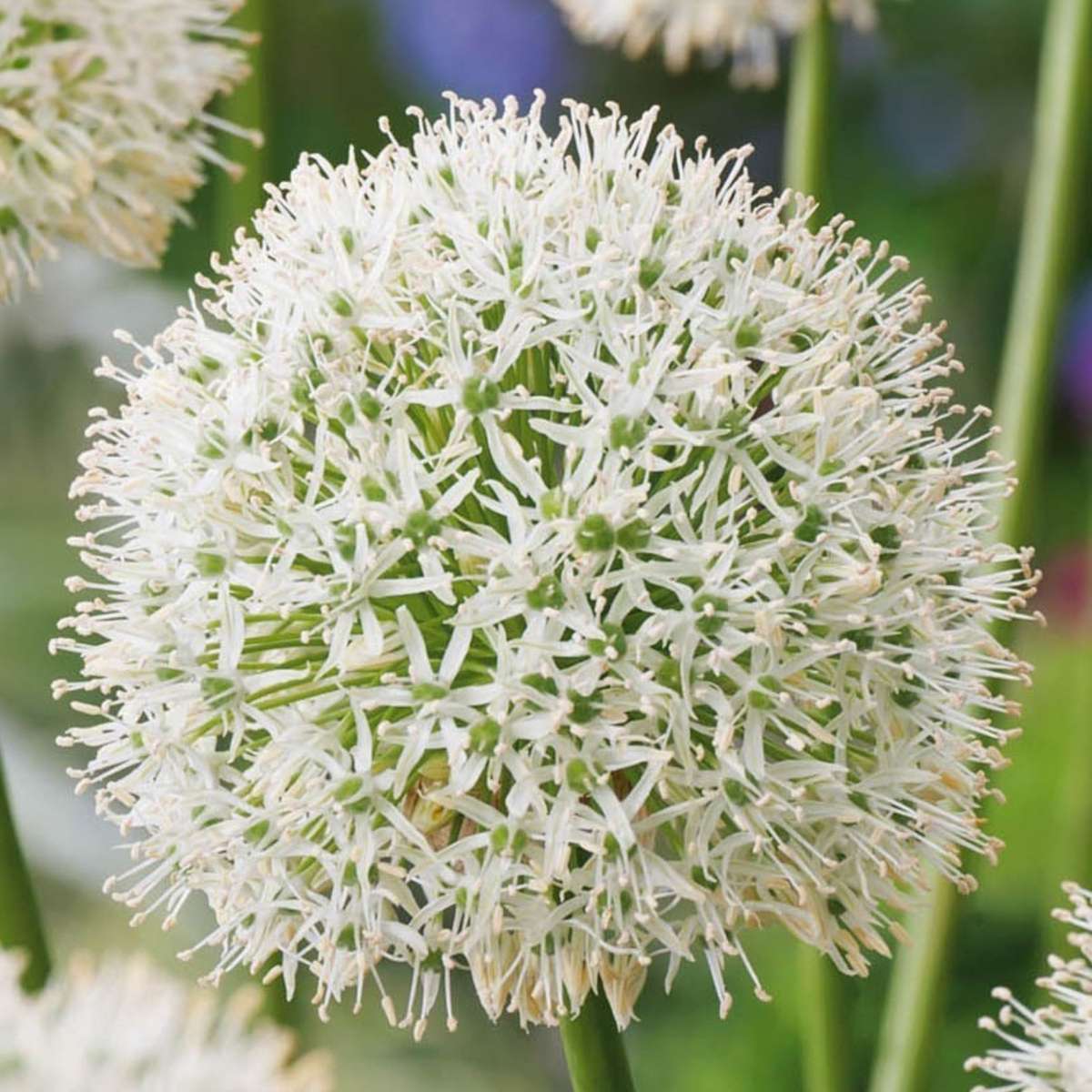 Allium Mount Everest - Blumenzwiebeln - 6er-Set - Weiß