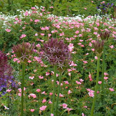 Allium Christophii - Set van 30 - Bloembollen - Sierui paars