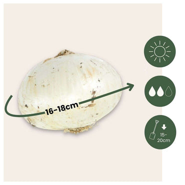 Allium Christophii - Set van 15 - Bloembollen - Sierui paars