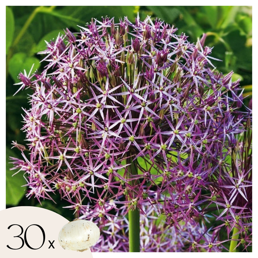 Allium Christophii - Set van 30 - Bloembollen - Sierui paars