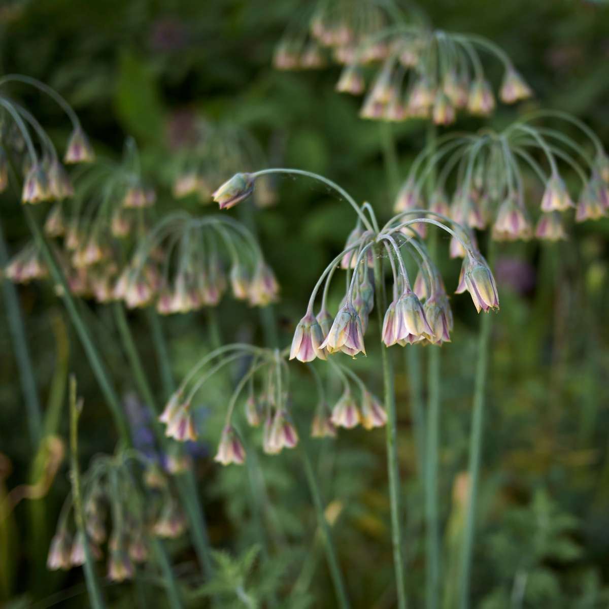 Allium Nectaroscordum Siculum – 30er-Set – Blumenzwiebeln