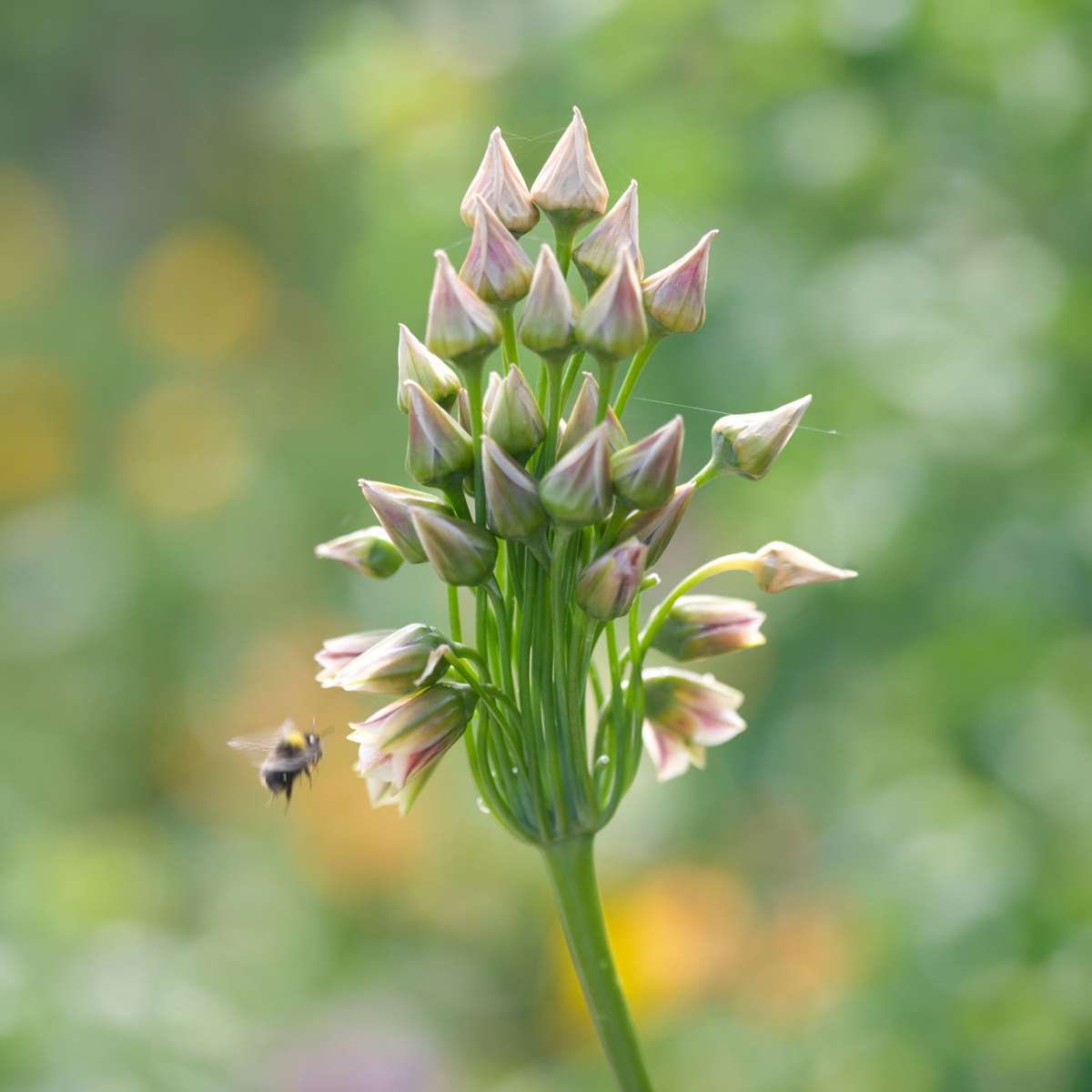 Allium Nectaroscordum Siculum – 30er-Set – Blumenzwiebeln