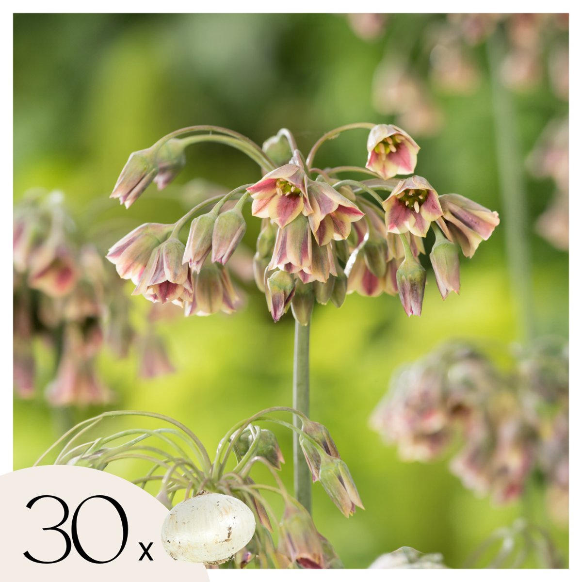 Allium Nectaroscordum Siculum – 30er-Set – Blumenzwiebeln