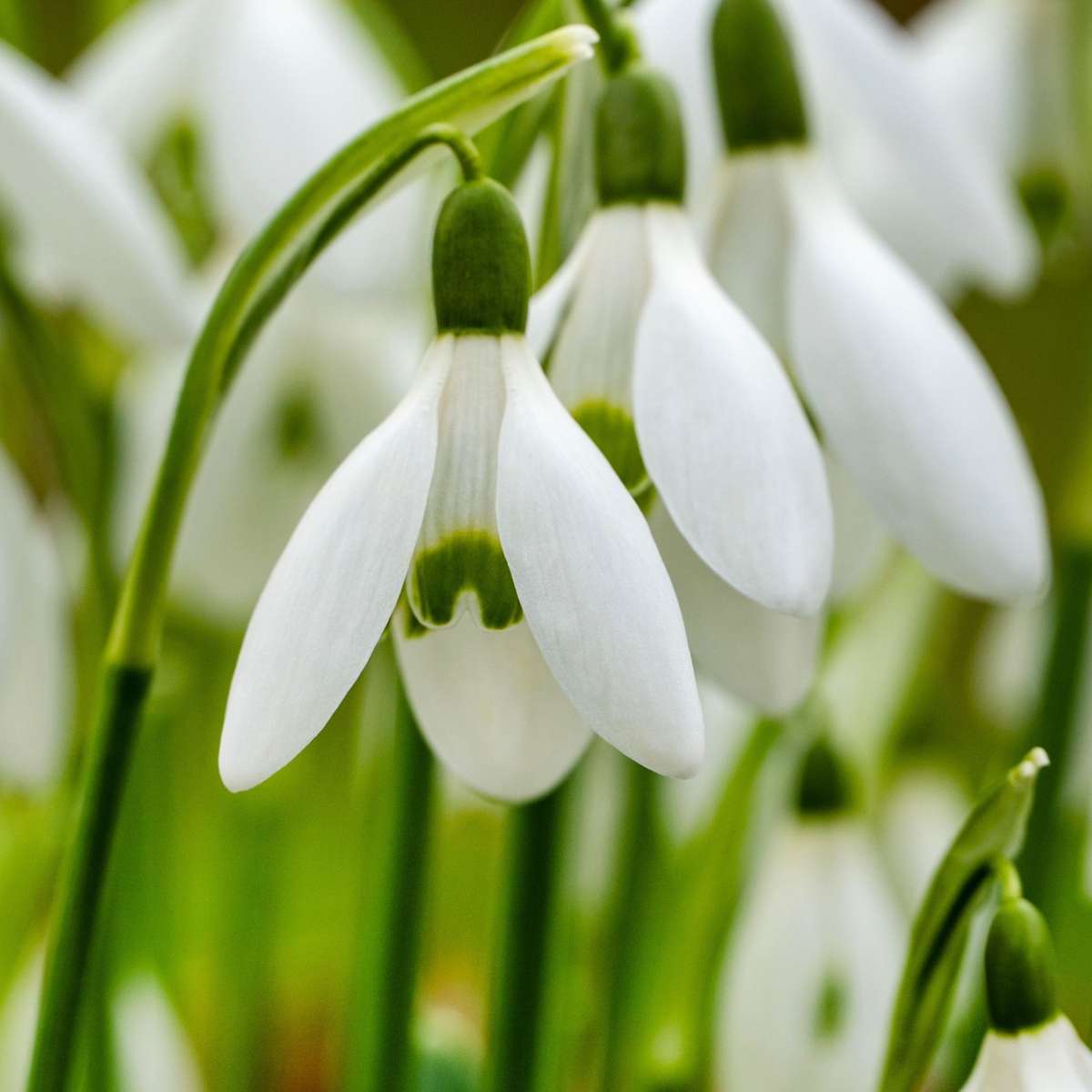 Galanthus Elwesii - Blumenzwiebeln x50 - Schneeglöckchen - Weiß
