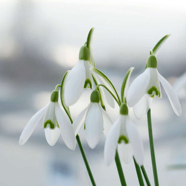 Galanthus Elwesii - Bloembollen x50 - Sneeuwklokje - Wit