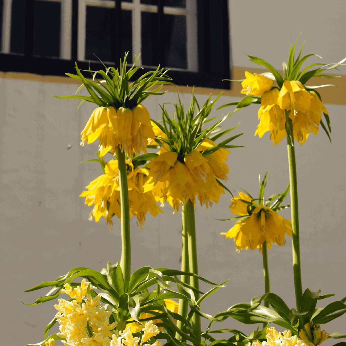 Fritillaria Lutea 'Keizerskroon' - Blumenzwiebeln - 3er-Set