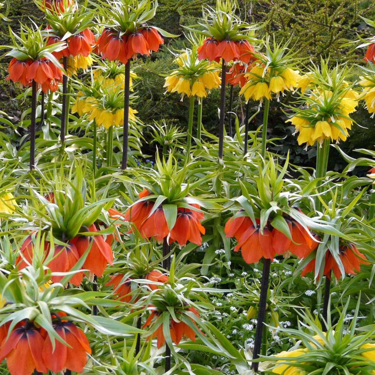 Fritillaria Lutea 'Keizerskroon' - Blumenzwiebeln - 3er-Set