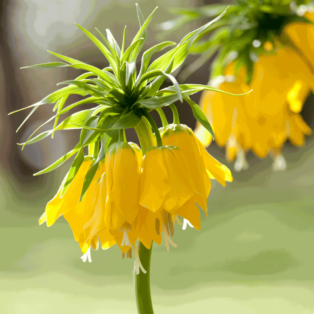 Fritillaria Lutea 'Keizerskroon' - Blumenzwiebeln - 3er-Set