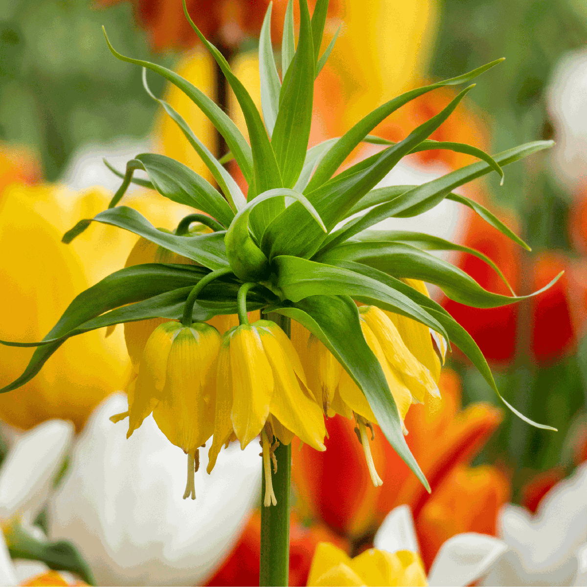 Fritillaria Lutea 'Keizerskroon' - Blumenzwiebeln - 3er-Set