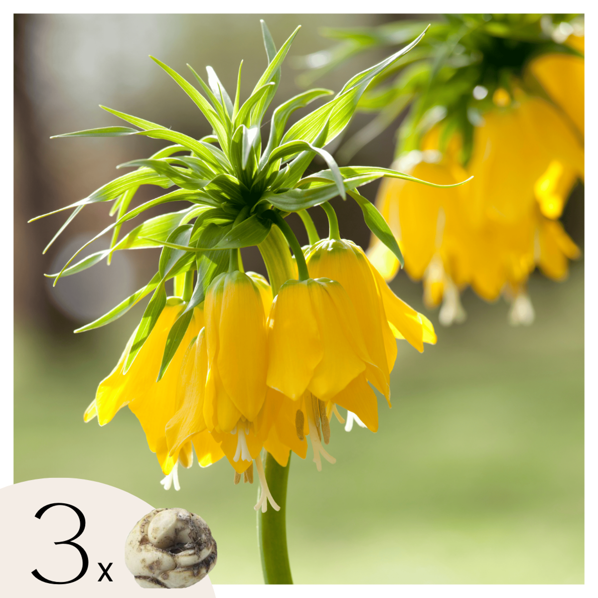 Fritillaria Lutea 'Keizerskroon' - Blumenzwiebeln - 3er-Set