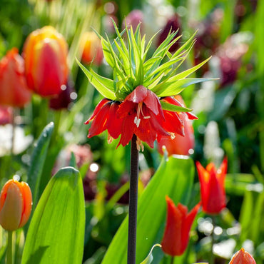 Fritillaria Rubra - Set van 3 - Rode Kievietsbloem