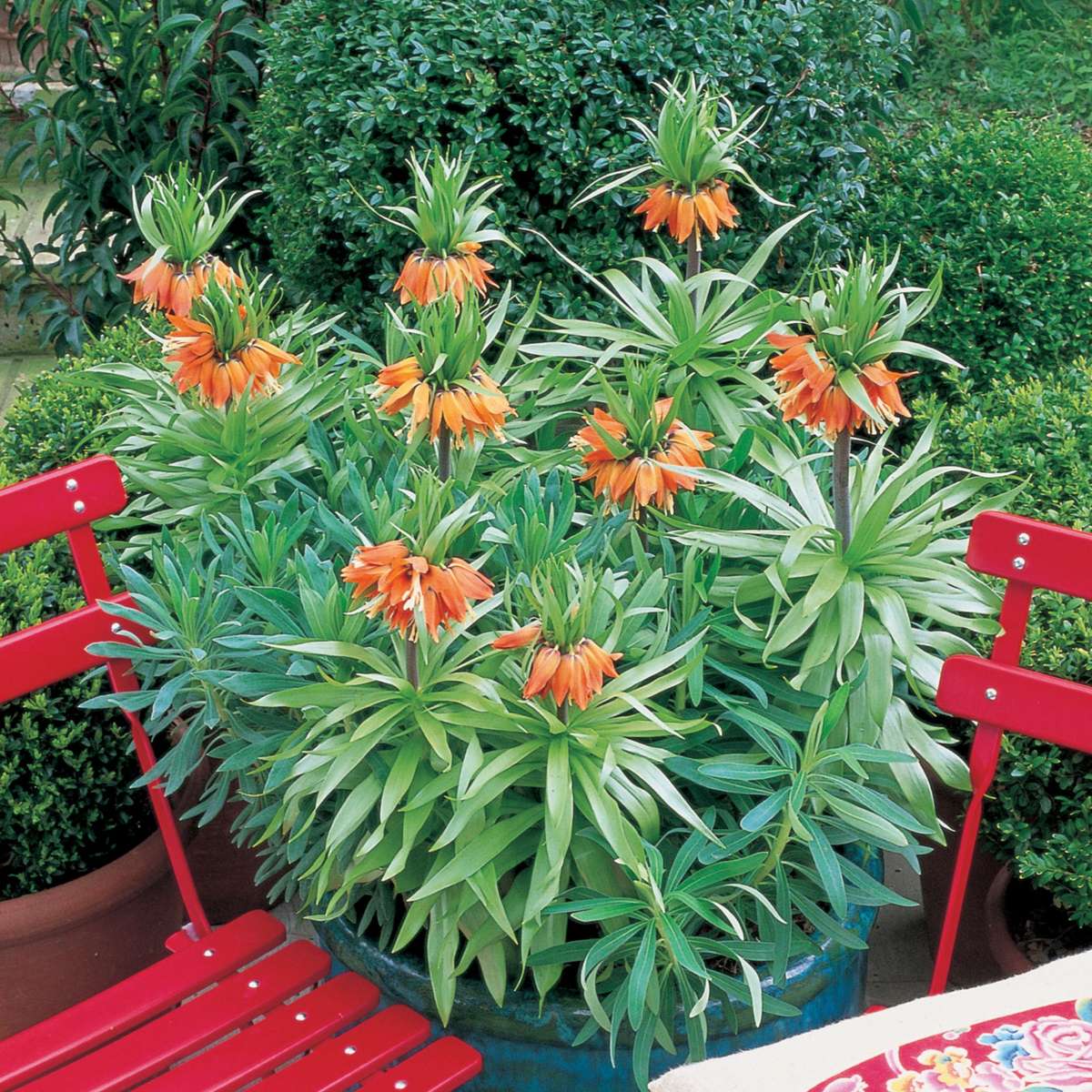 Fritillaria Rubra - 3er Set - Roter Schachbrettblume