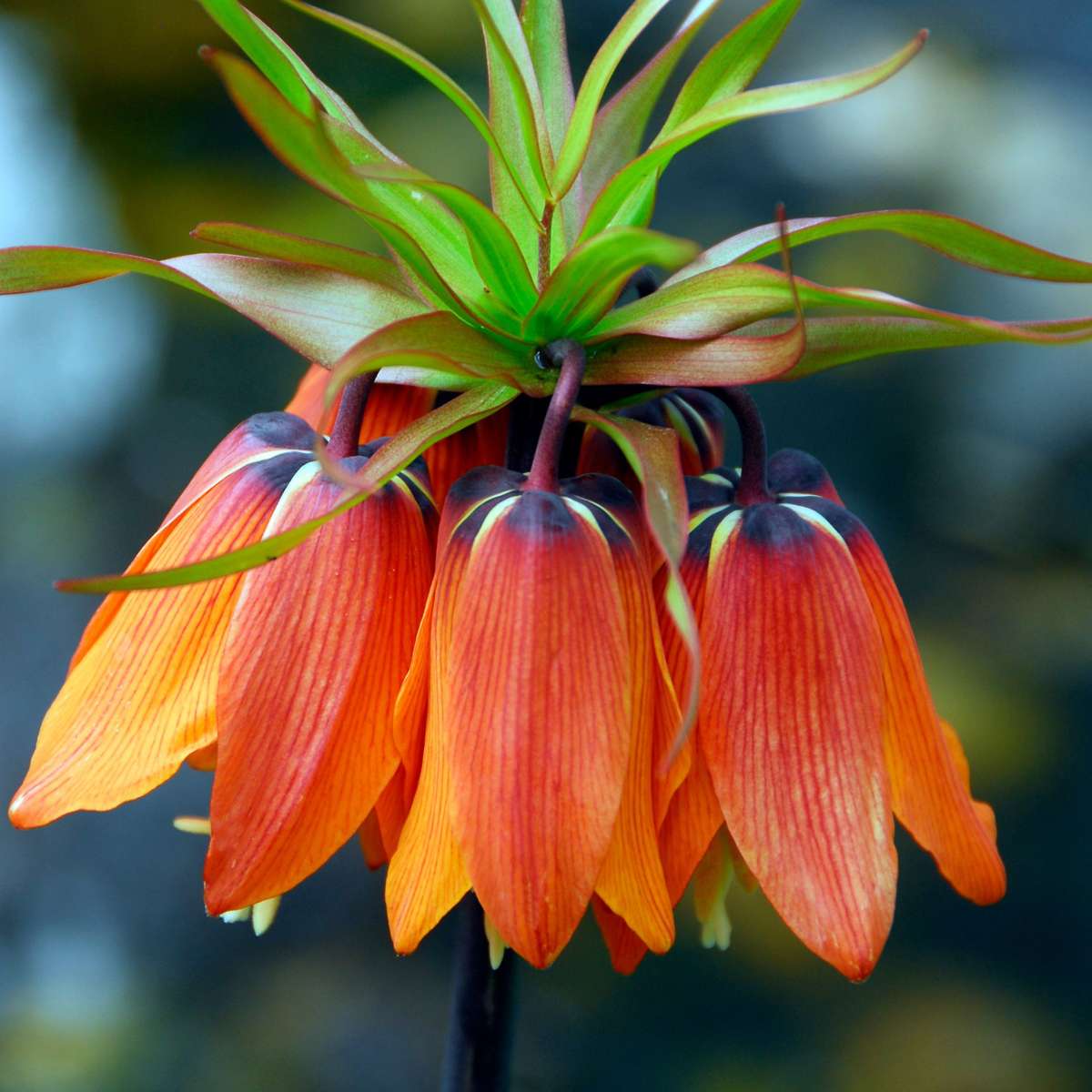Fritillaria Rubra - 3er Set - Roter Schachbrettblume