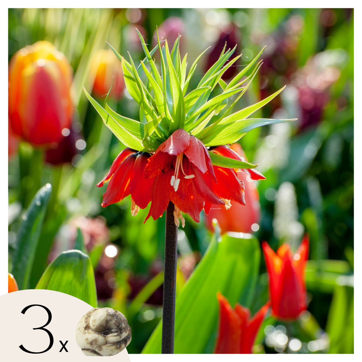 Fritillaria Rubra - 3er Set - Roter Schachbrettblume