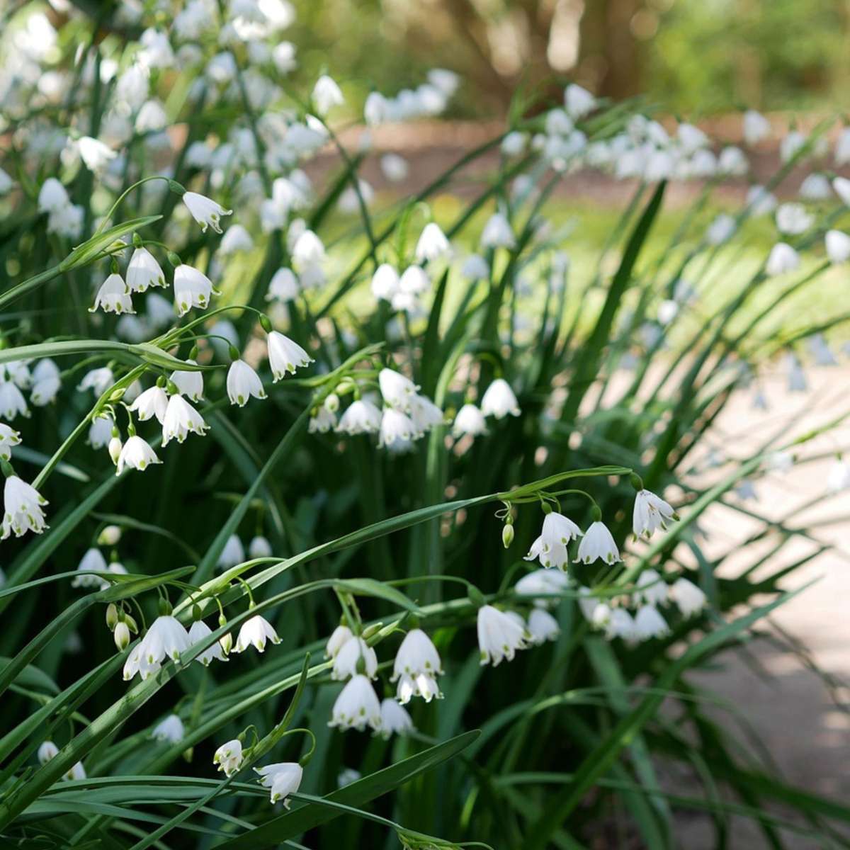 Leucojum Aestivum – x20 – Sommer-Knotenblume – Blumenzwiebeln