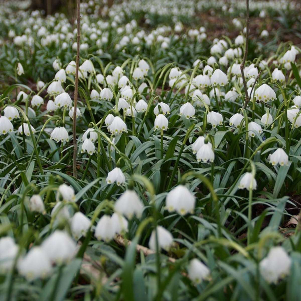 Leucojum Aestivum – x40 – Sommer-Knotenblume – Blumenzwiebeln