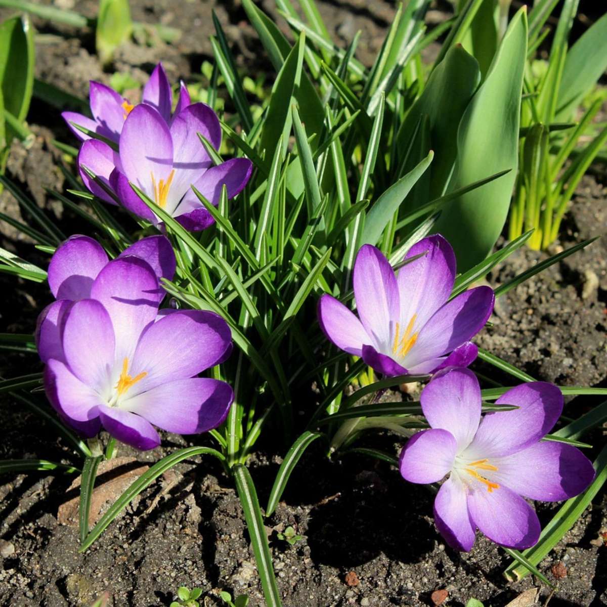 Crocus Ruby Giant - 100er Set - Krokuszwiebeln