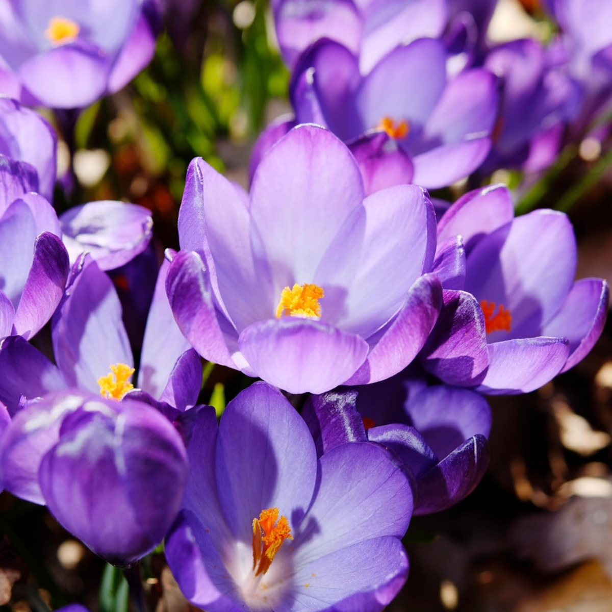 Crocus Ruby Giant - 100er Set - Krokuszwiebeln