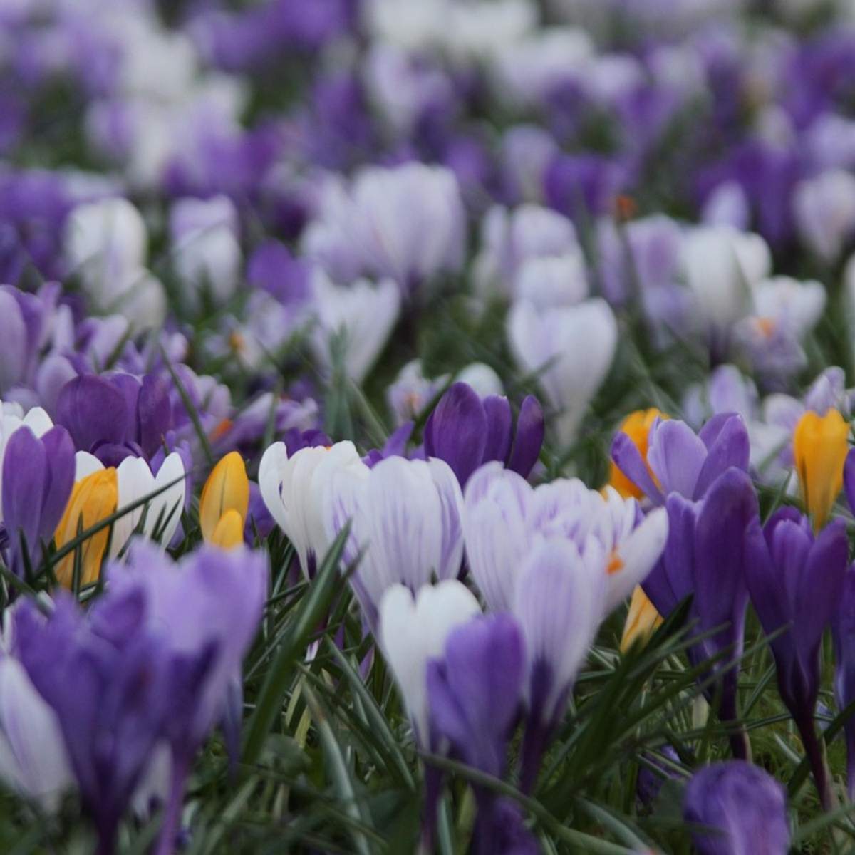 Krokus-Mix - 30er-Set - Blumenzwiebeln