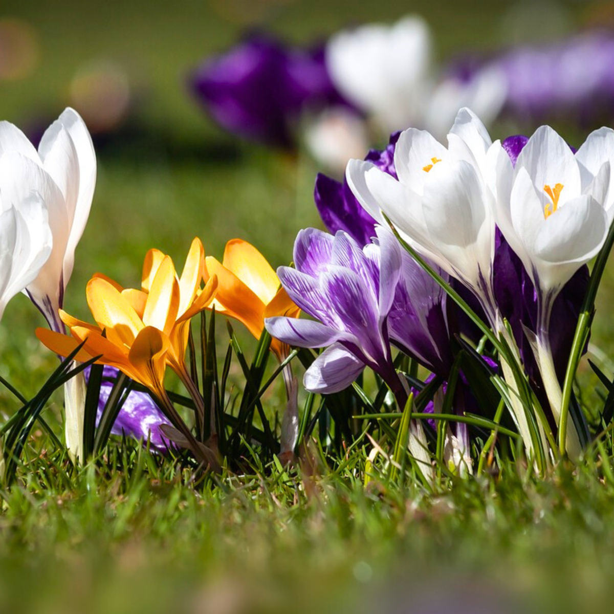 Krokus-Mix - 30er-Set - Blumenzwiebeln