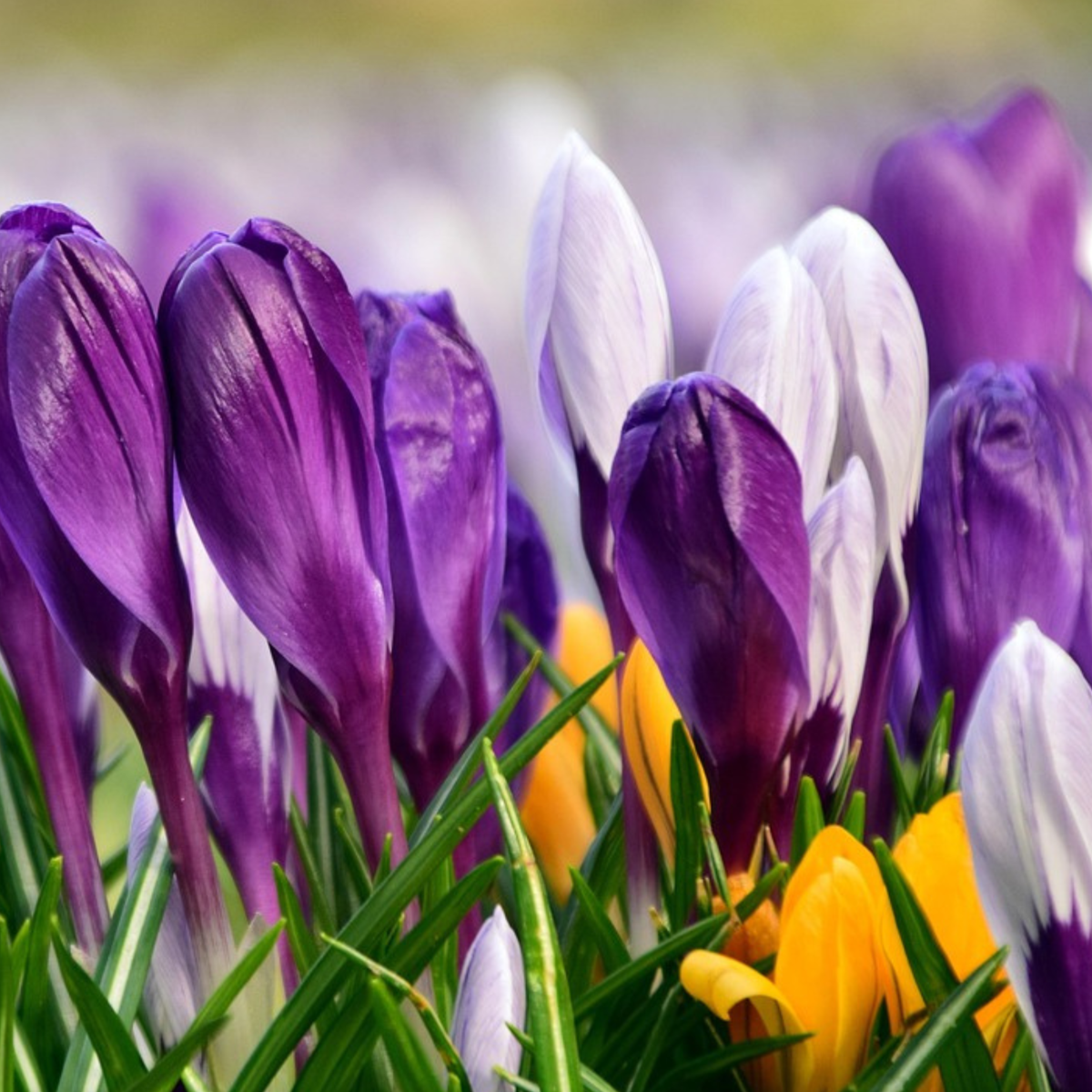 Krokus-Mix - 30er-Set - Blumenzwiebeln