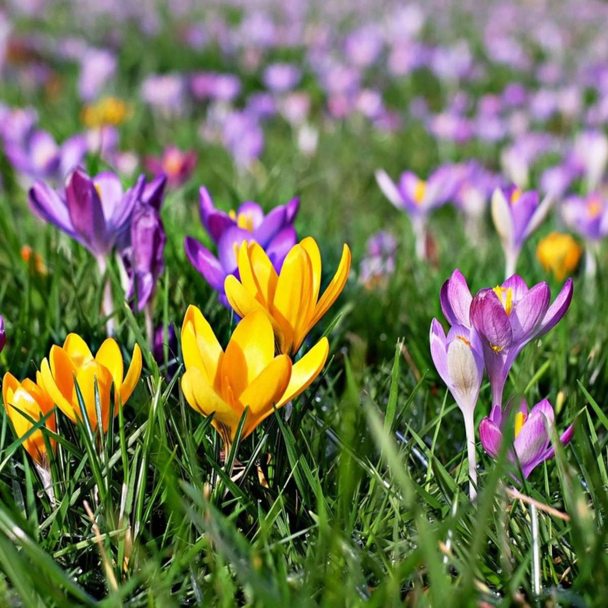 Krokus-Mix - 30er-Set - Blumenzwiebeln