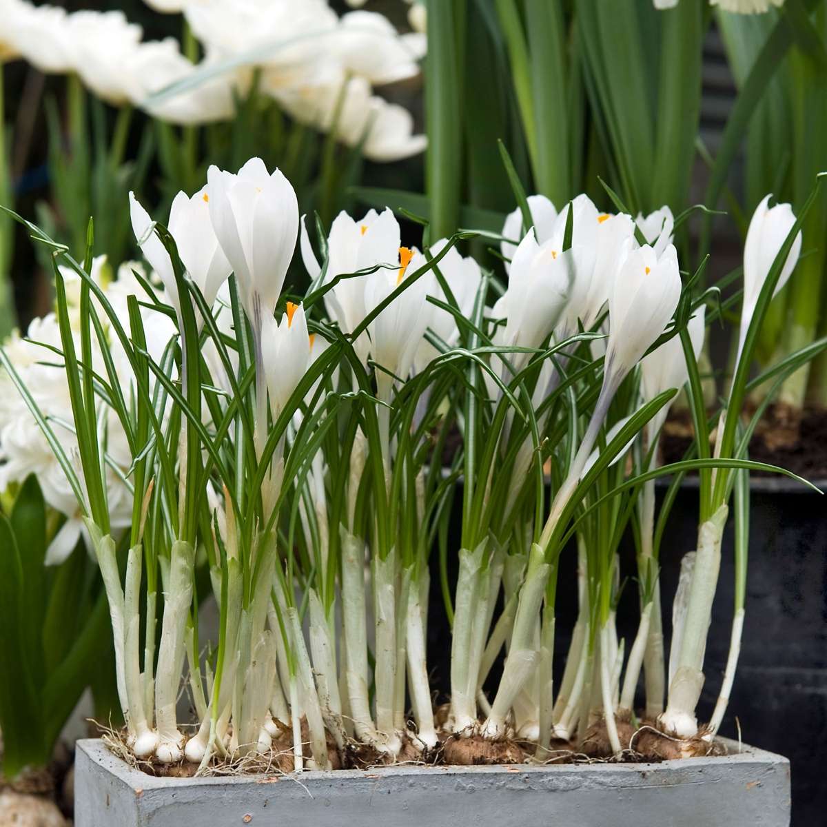 Weißer Krokus - 30er-Set - Blumenzwiebeln