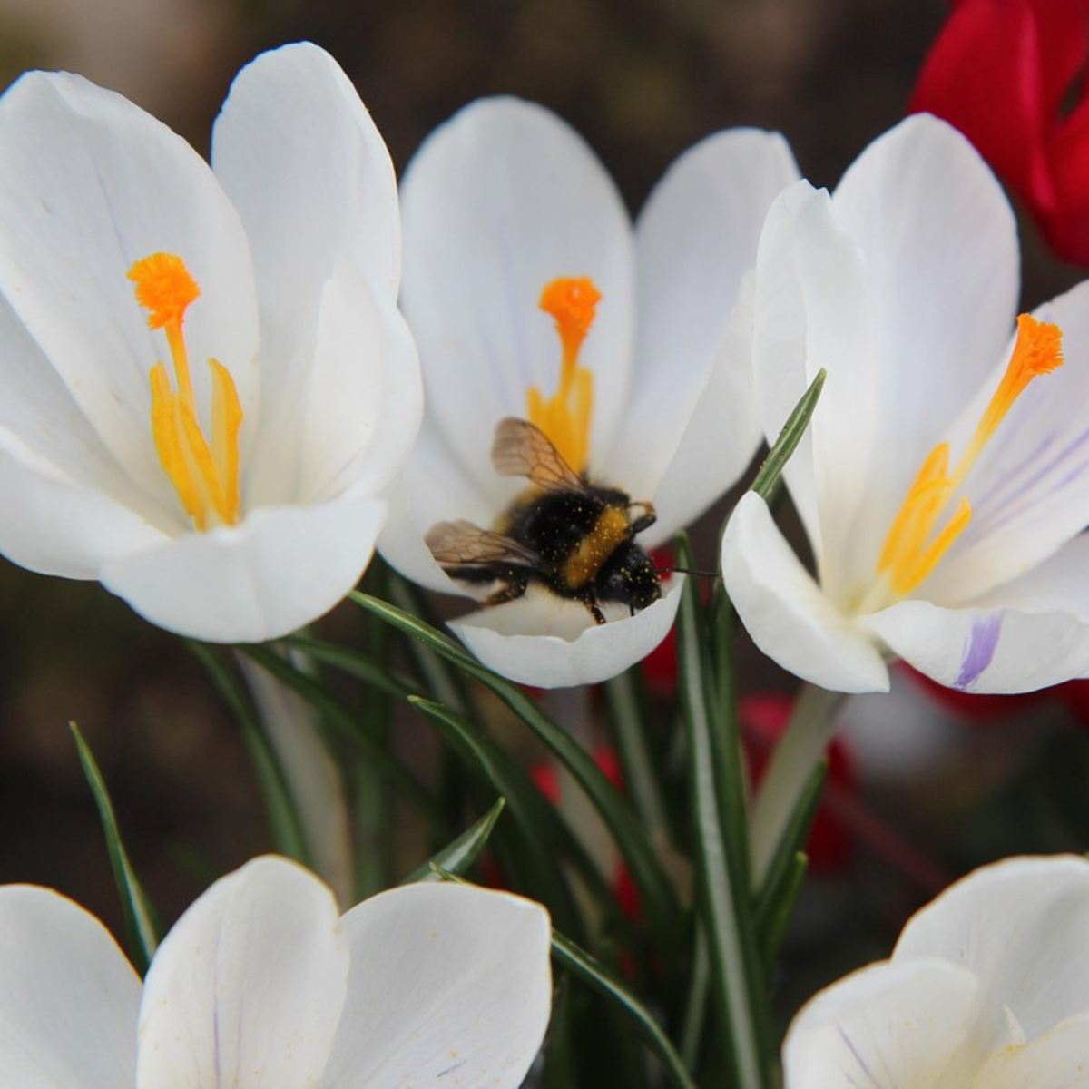 Weißer Krokus - 30er-Set - Blumenzwiebeln