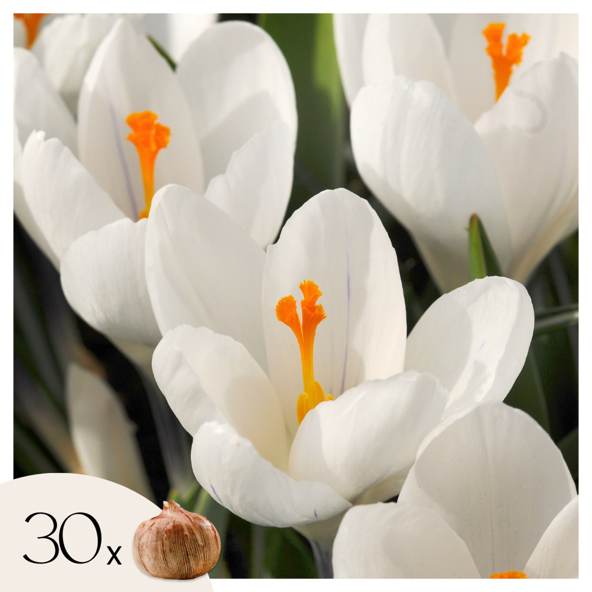 Weißer Krokus - 30er-Set - Blumenzwiebeln