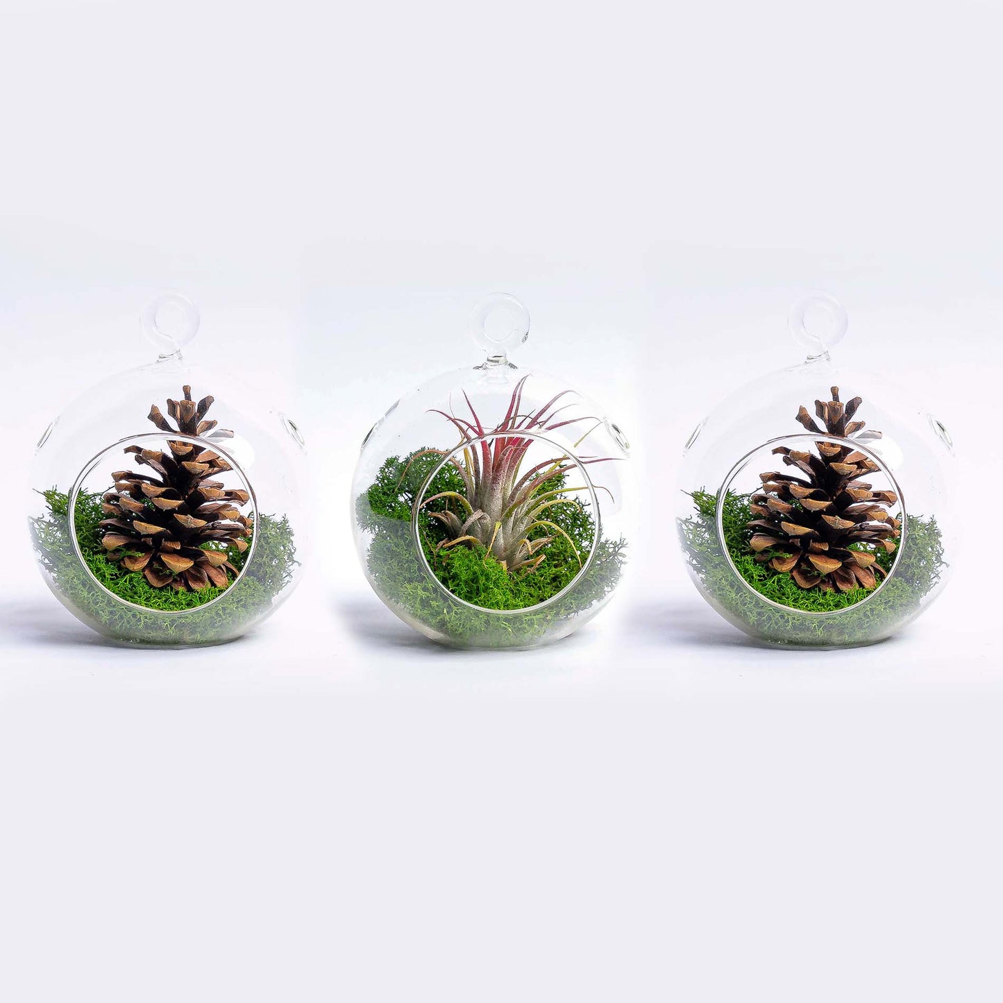 Glass Christmas Ball - Airplant and Reindeer Moss