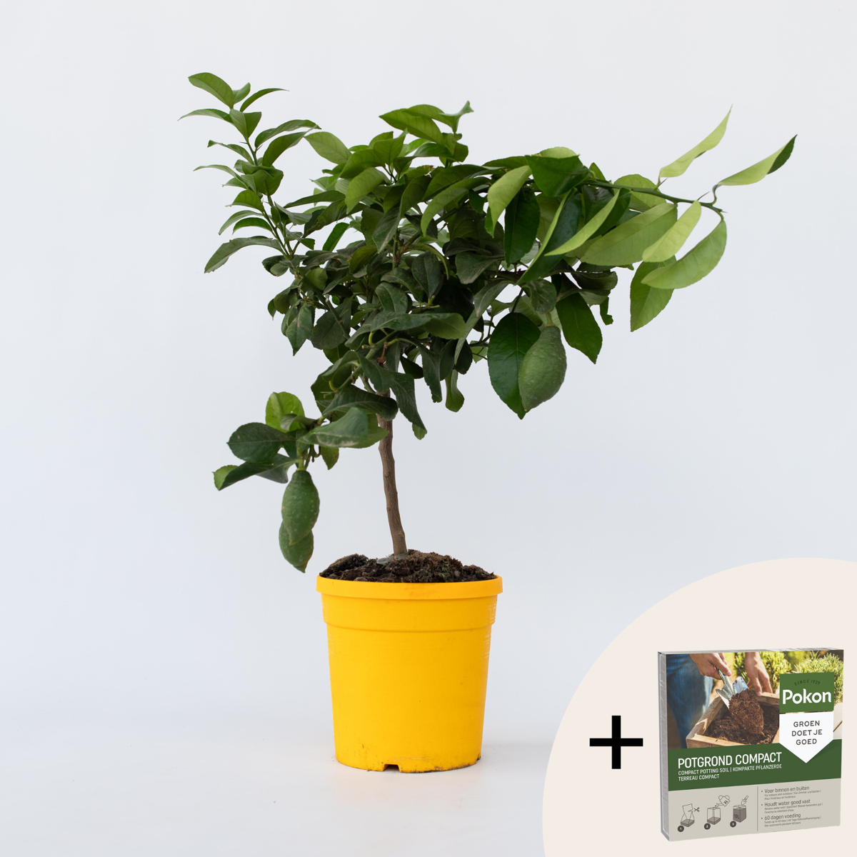 Citrus limon - Zitronenbaum - Mit Blumenerde