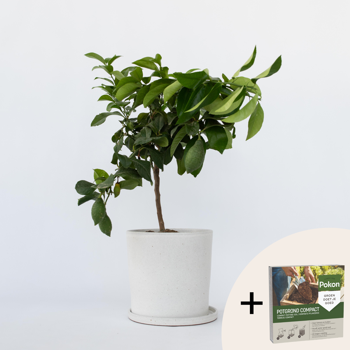 Citrus limon - Zitronenbaum - Mit Blumenerde