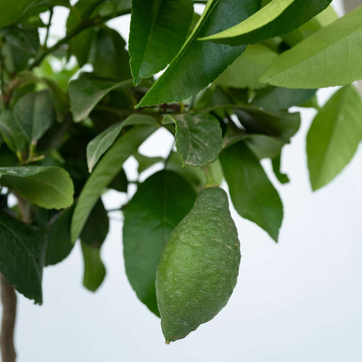 Citrus limon - Zitronenbaum - Mit Blumenerde