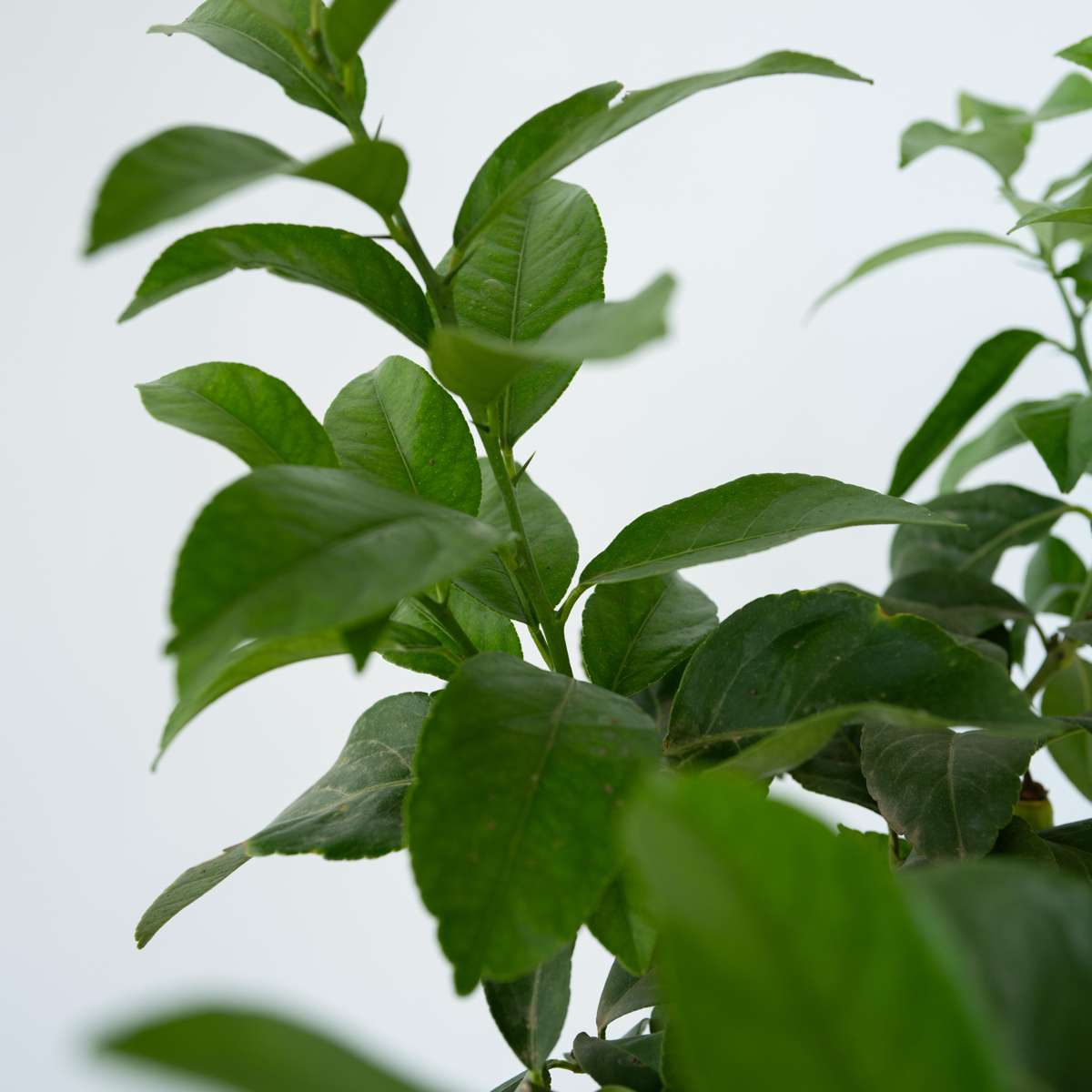 Citrus limon - Zitronenbaum - Mit Blumenerde