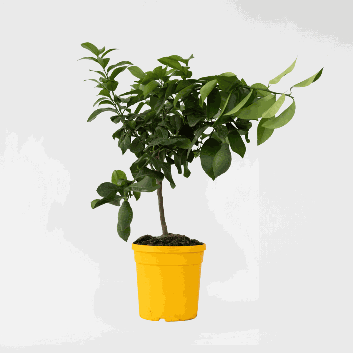 Citrus limon - Zitronenbaum