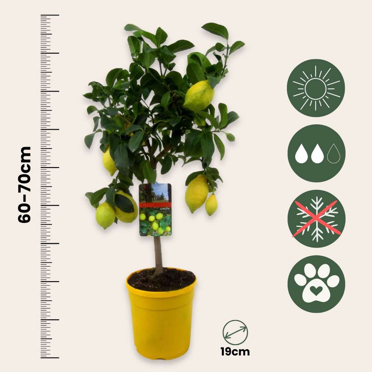 Citrus limon - Zitronenbaum - Mit Blumenerde