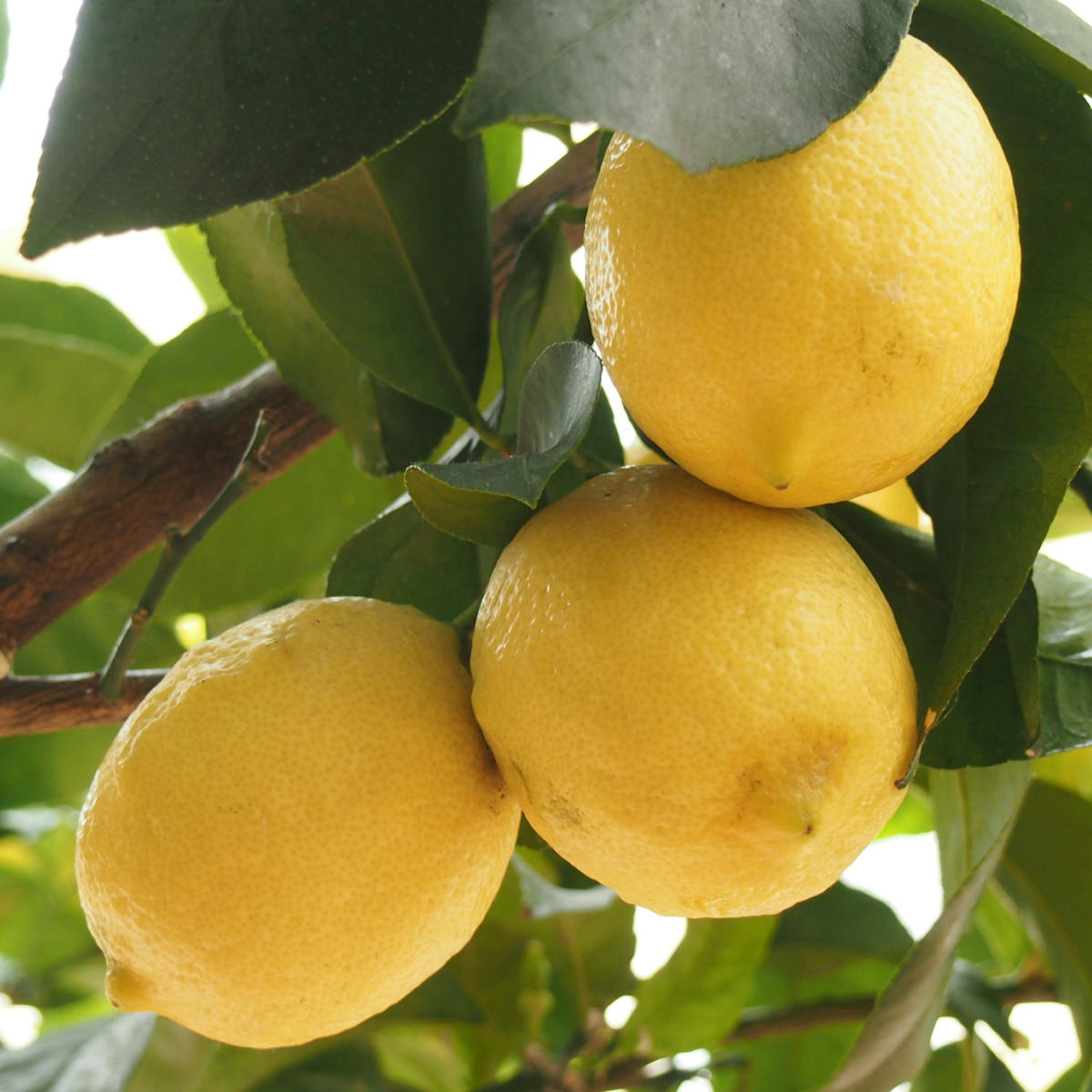 Citrus limon - Zitronenbaum