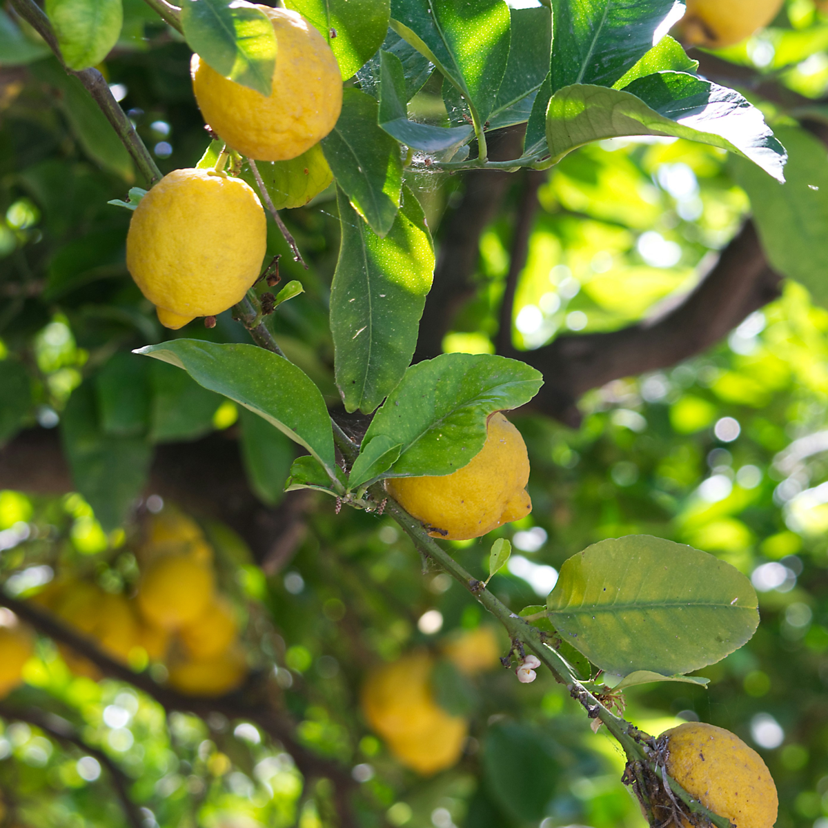 Citrus limon - Zitronenbaum
