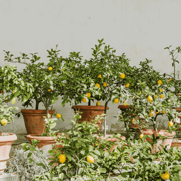 Citrus limon - Zitronenbaum - 2er Set