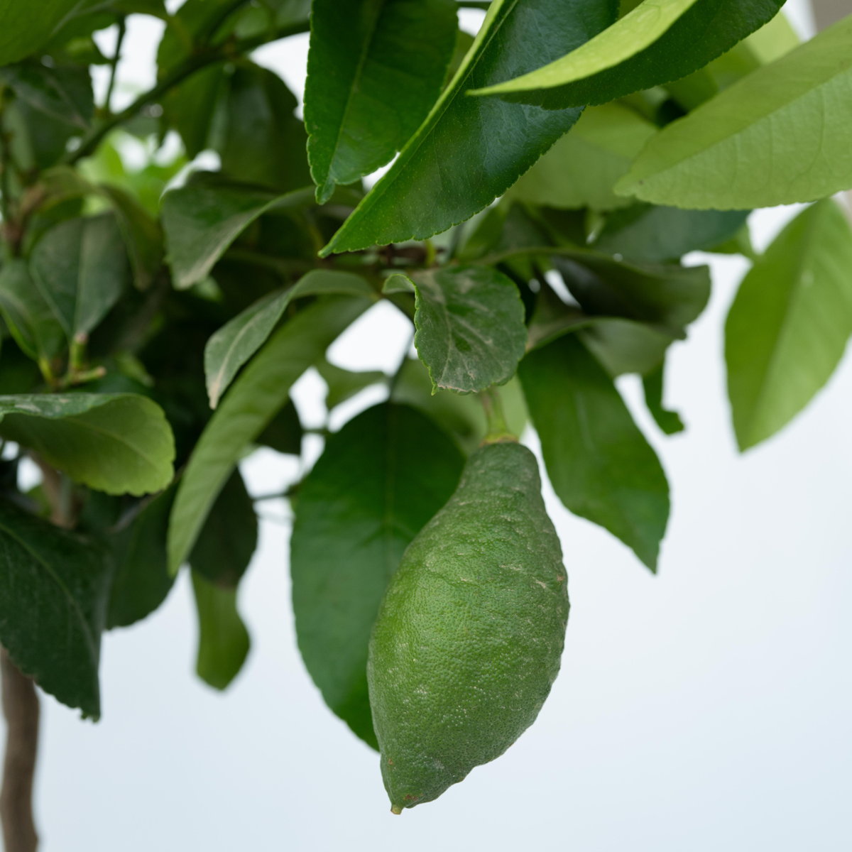 Citrus limon - Zitronenbaum - 2er Set