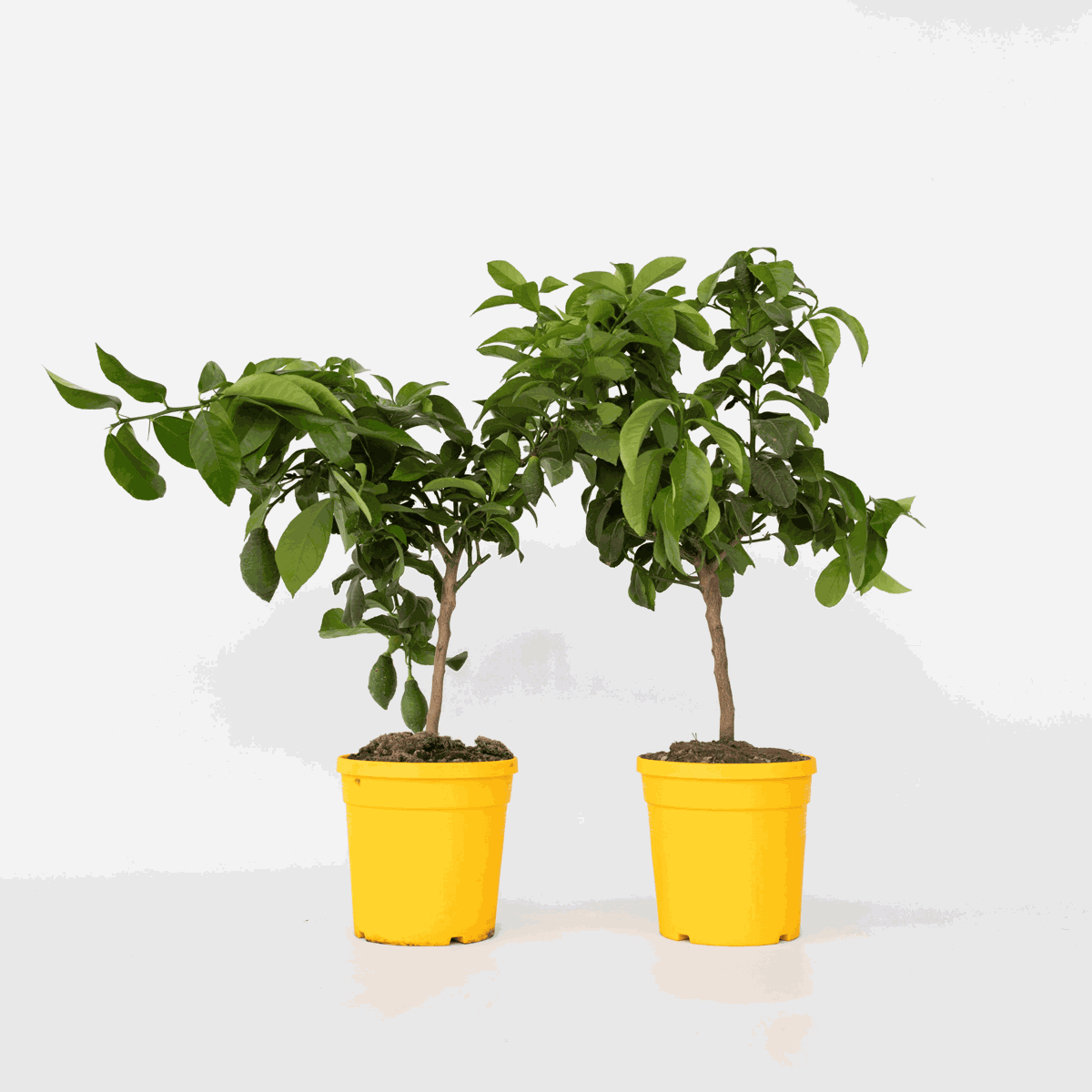 Citrus limon - Zitronenbaum - 2er Set