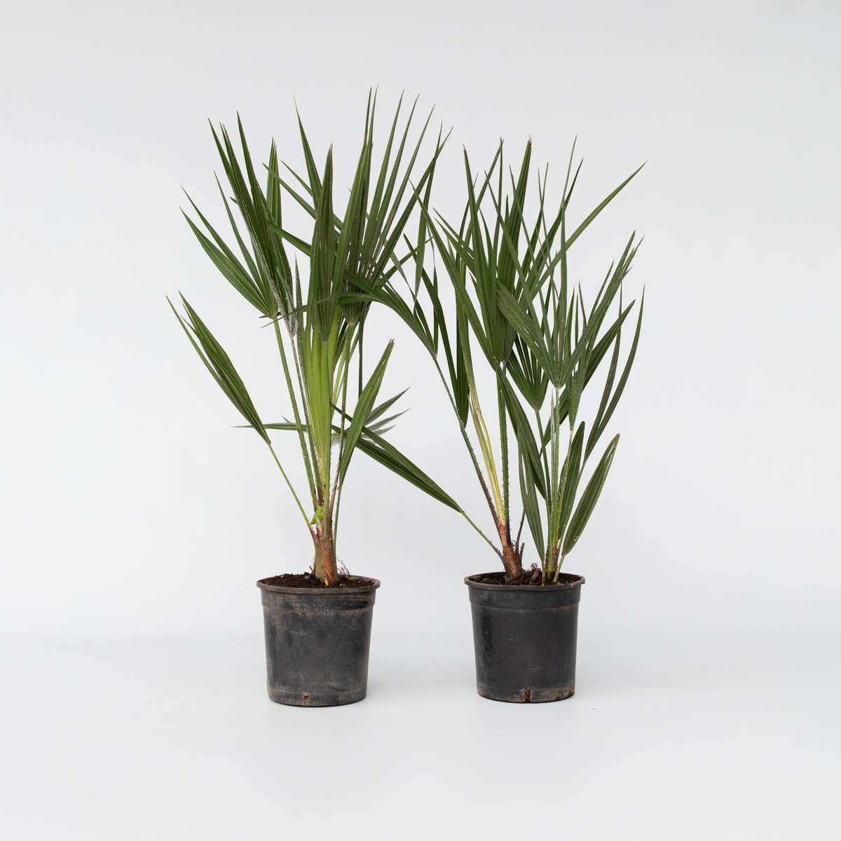 Chamaerops humilis - 2er-Set - Europäische Zwergpalme
