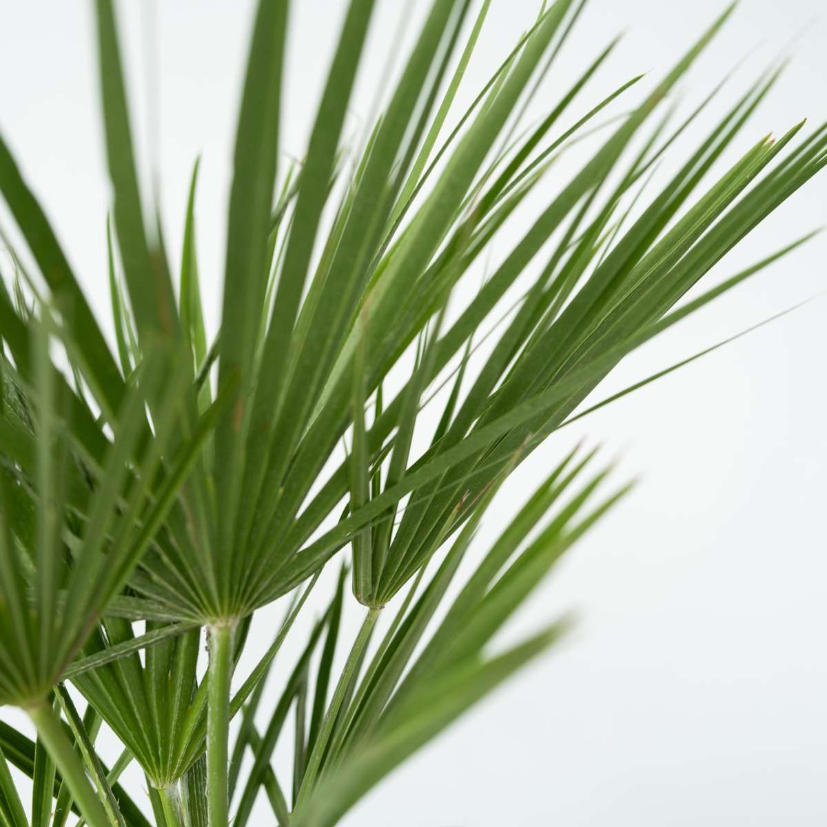 Chamaerops humilis – Einschließlich Pflanzennahrung