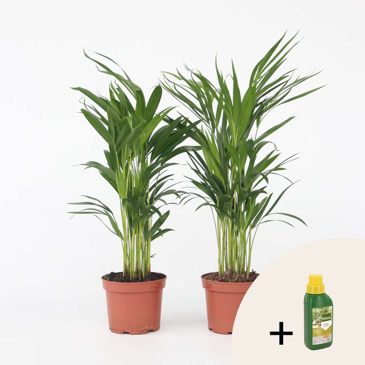 Dypsis Lutescens - 2er-Set - Inklusive Pflanzennahrung