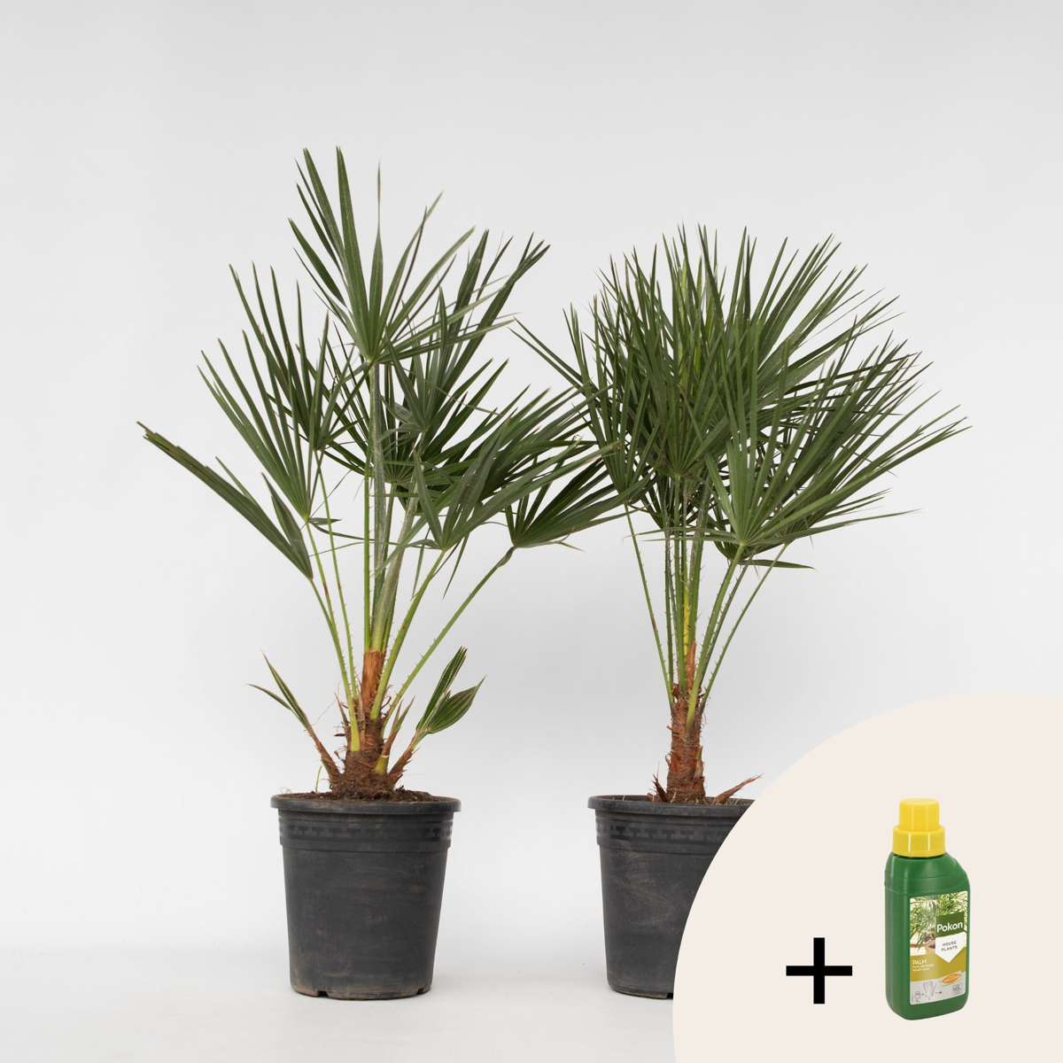 Chamaerops humilis - 2er-Set - Inklusive Pflanzennahrung