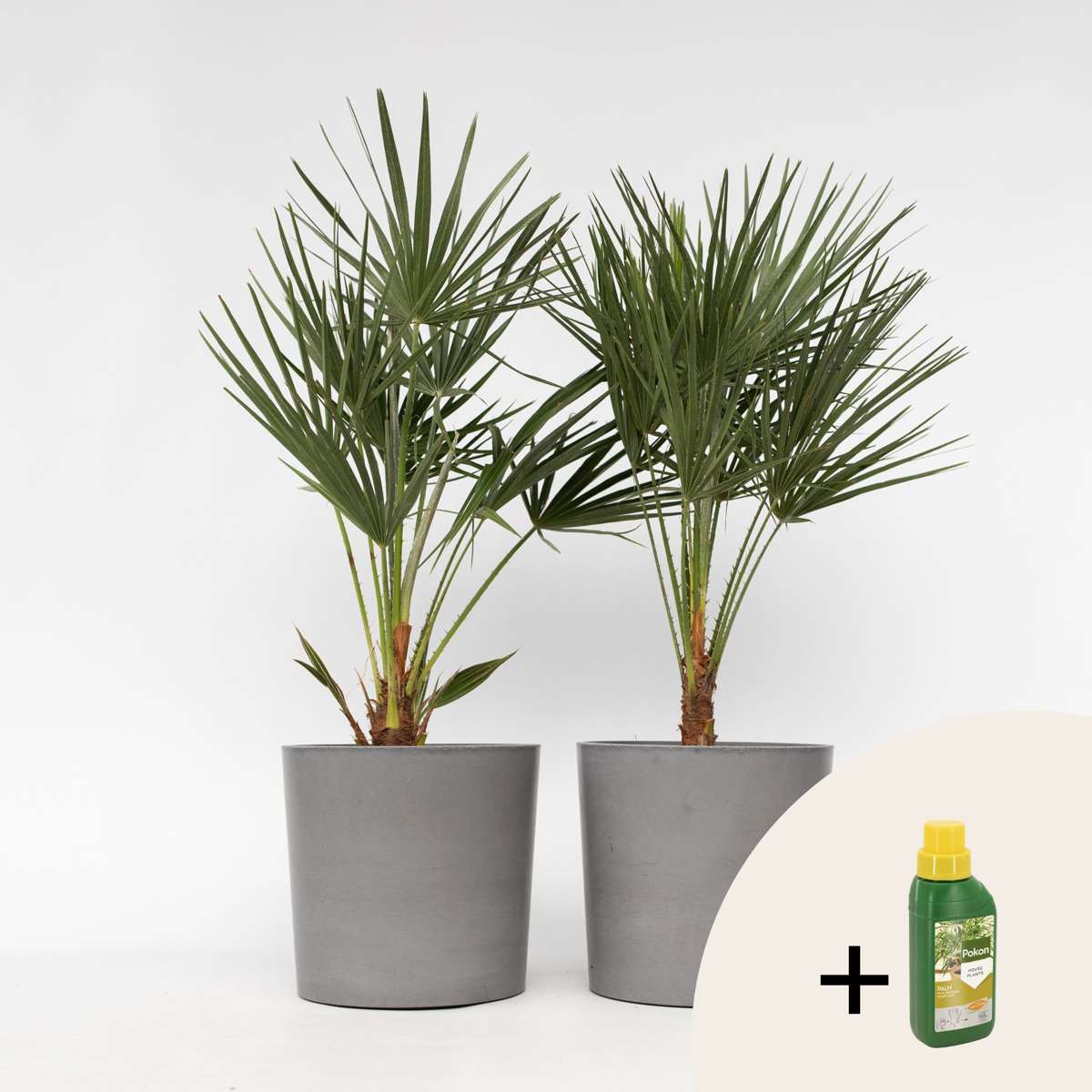 Chamaerops humilis - 2er-Set - Inklusive Pflanzennahrung