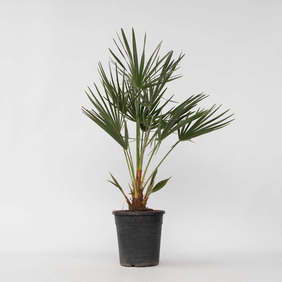 Chamaerops humilis - Europäische Zwergpalme